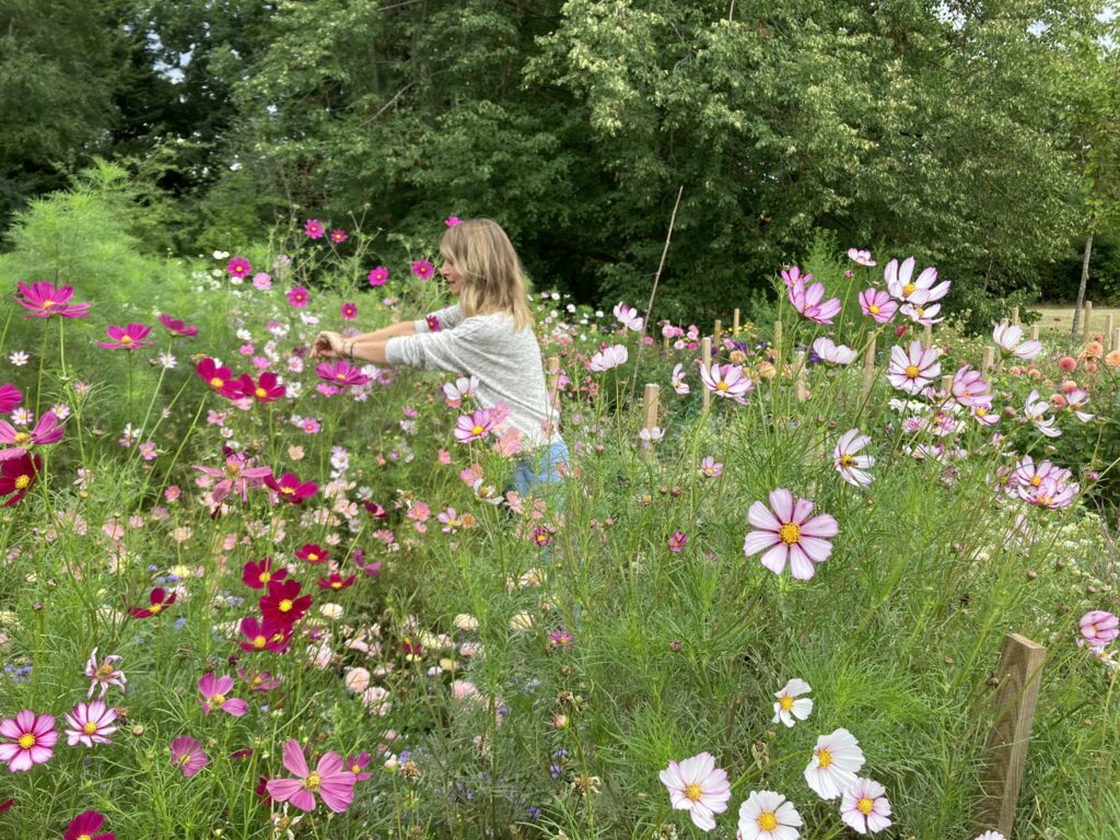 Cosmos Flower Field Lisa