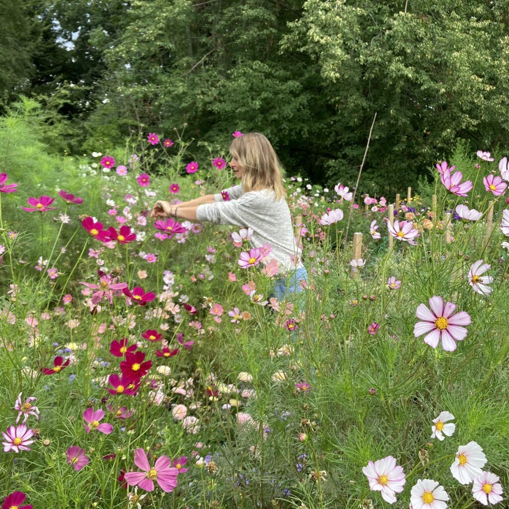 Cosmos Flower Field Lisa