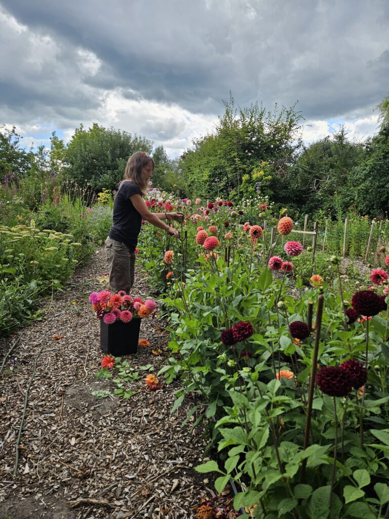 Dahlia deadheading scaled
