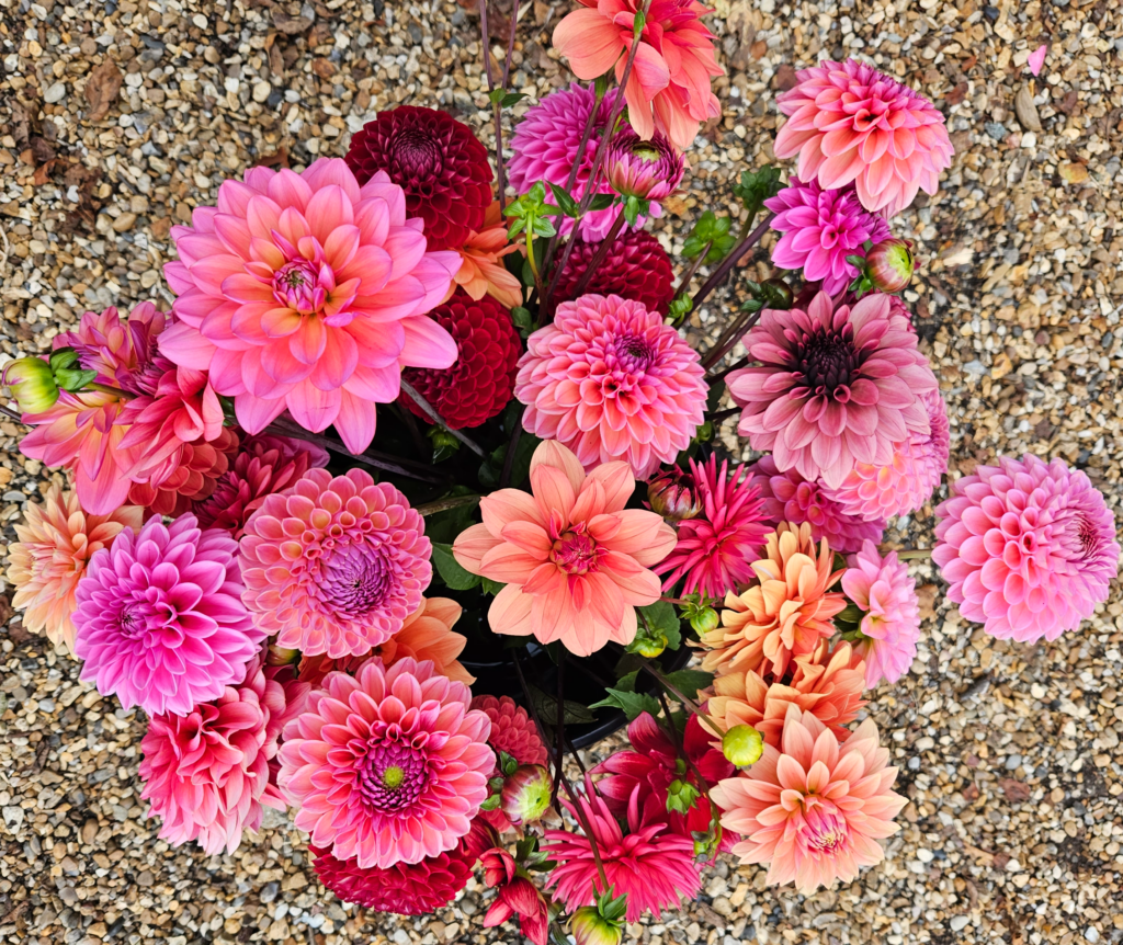 Flower Bucket Dahlias scaled