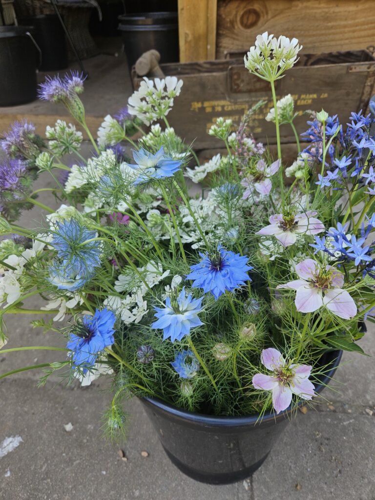 Flower Bucket Nigella blue flowers scaled