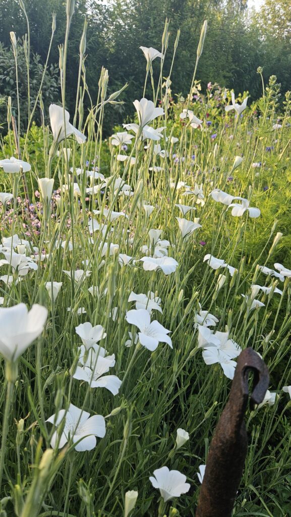 Flower Field agrostemma scaled
