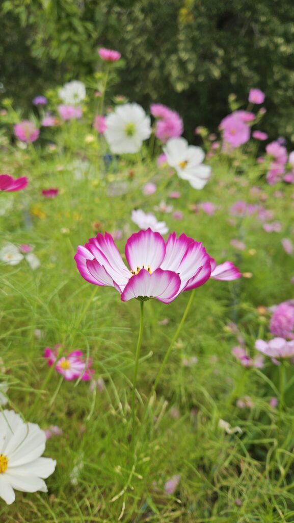 Flower field Cosmos scaled
