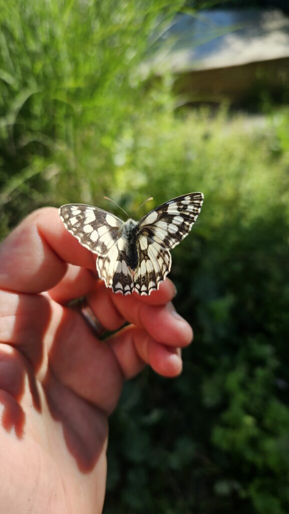 Flower field butterfly scaled