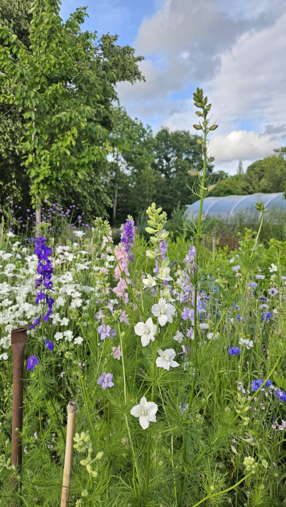 Flower field larkspur scaled