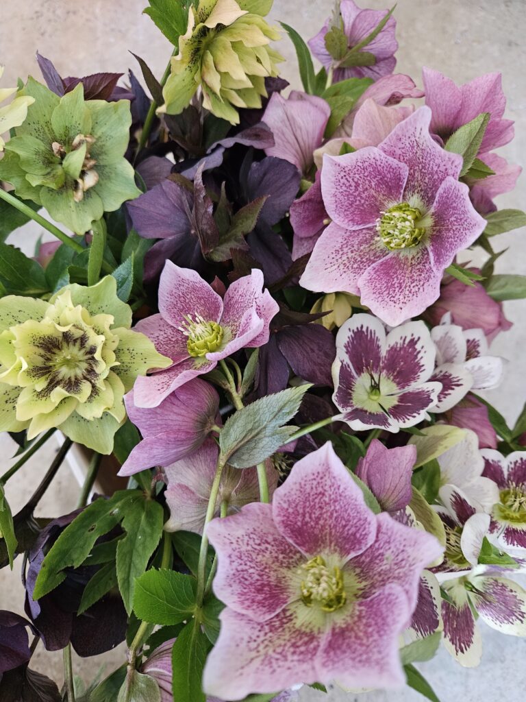 Hellebores Spring flowers scaled