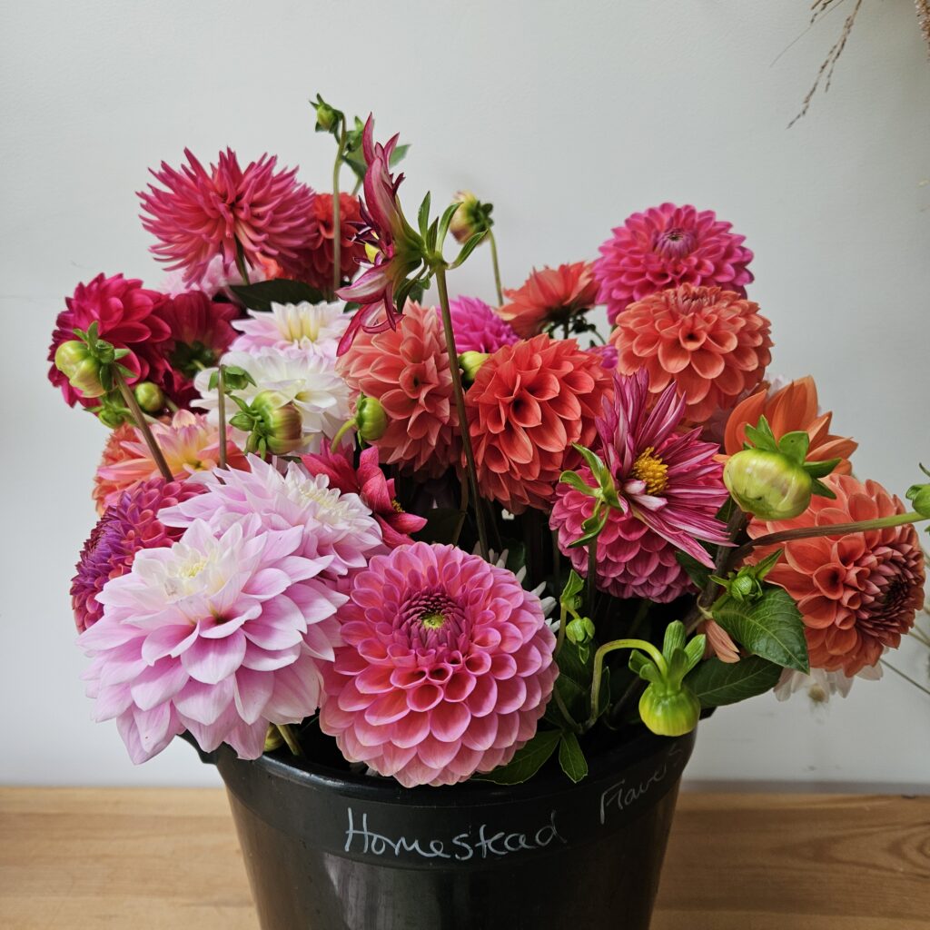 Party Event Bucket Dahlias scaled