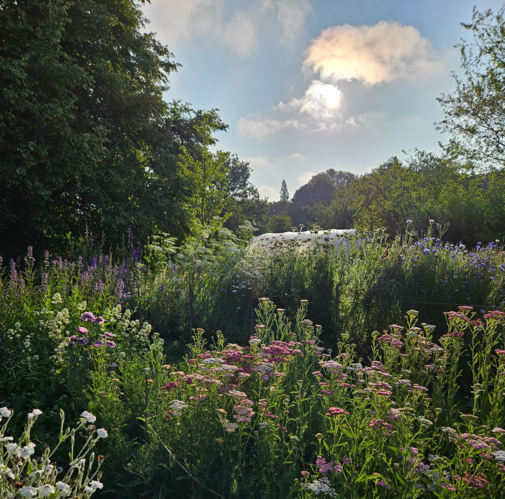 Homestead Flowers Field