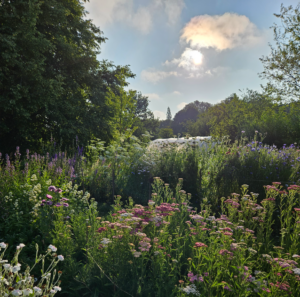 Homestead Flowers Field