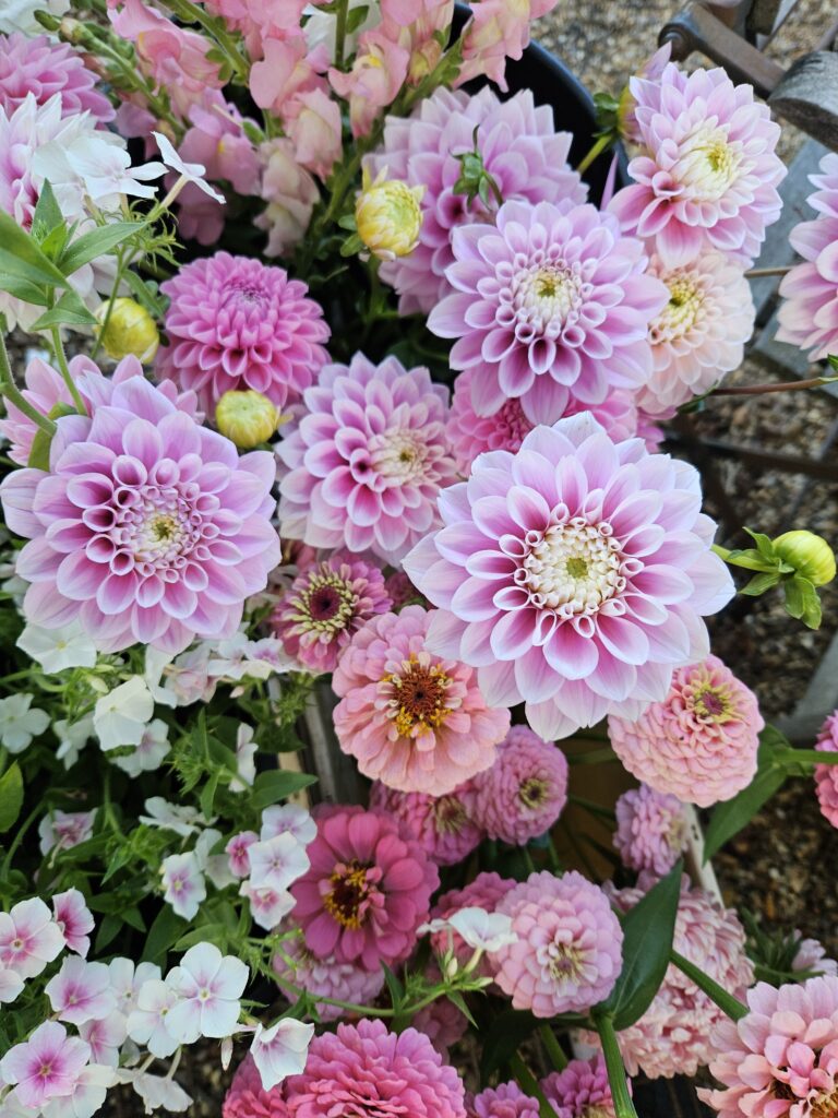 Summer flowers dahlias pink scaled