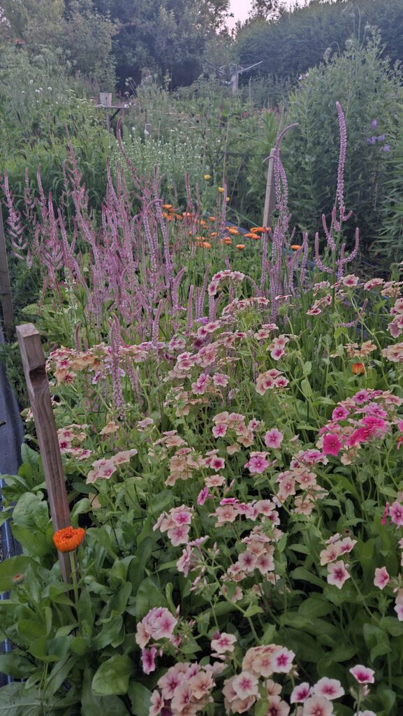 Summer flowers phlox scaled