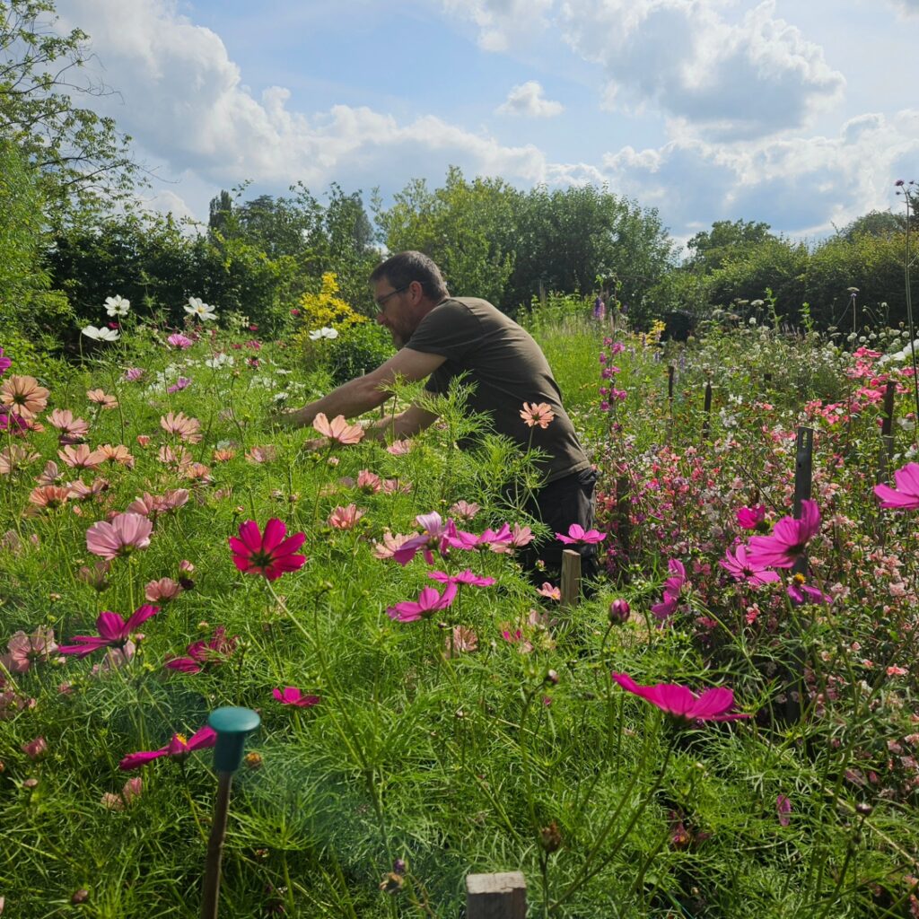 simon cosmos